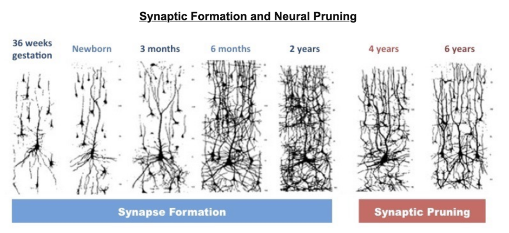 Diagram showing synaptic pruning process in the brain of a child with autism